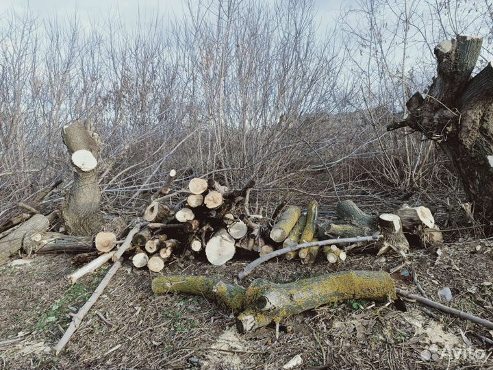 Дрова дубки