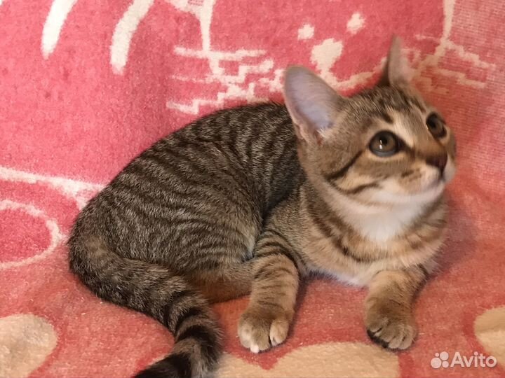 Котята в добрые руки девочки 3,5 месяца