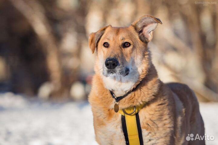 Мишка собака в добрые руки