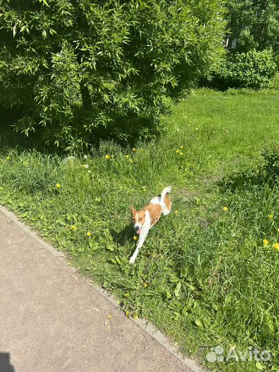 Персен-Рассел Терьер (джек-рассл)