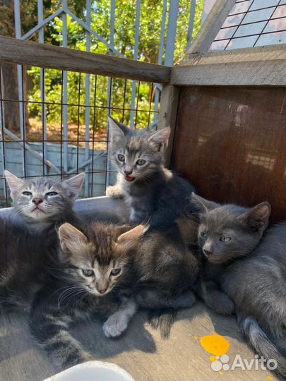 Пушистые, милые Котята