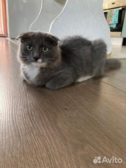 Кошка в дар бесплатно