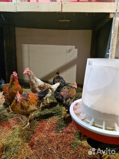 Куры молодки несушки