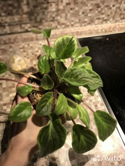 Фиалка (стартер)