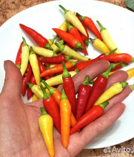 Семена острого перца