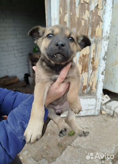 Щенок в добрые руки