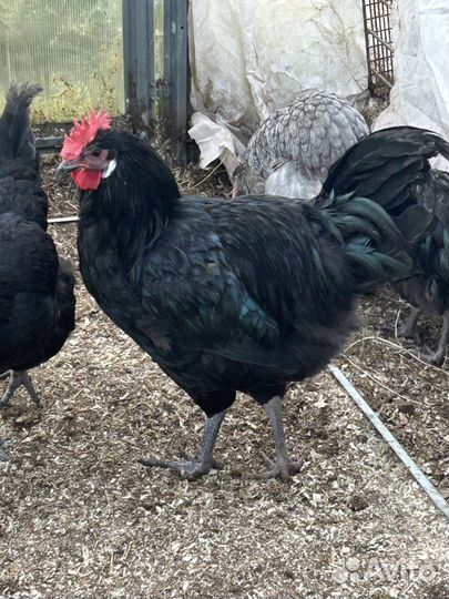 Молодые петухи