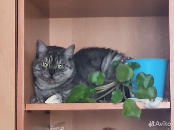 Отдам в добрые руки