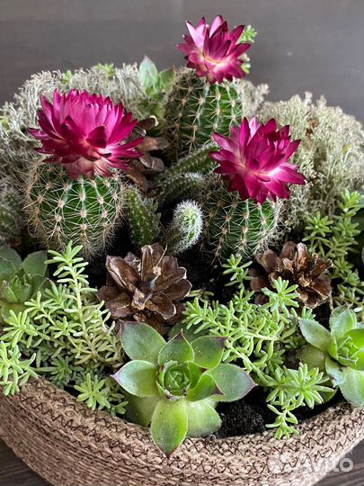 Флорариум с суккулентами