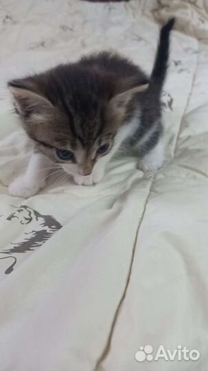 Отдам котят в добрые руки бесплатно