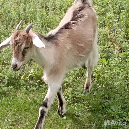Зааненская дойная коза продам
