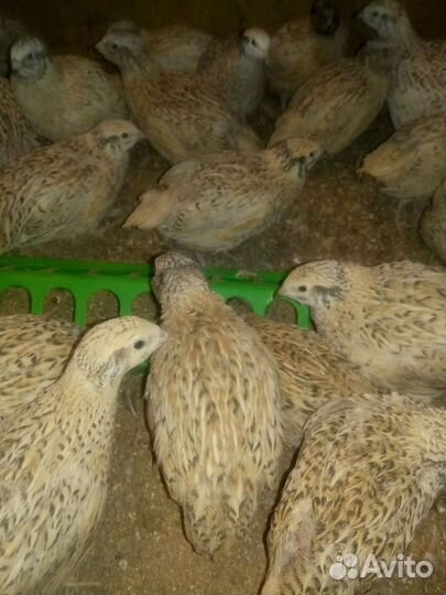 Перепела, инкубационное яйцо, селадон. Кеклики