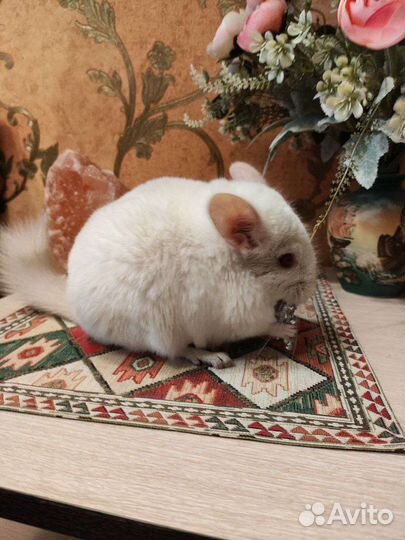 Шиншилла