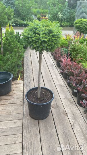 Хвойные деревья