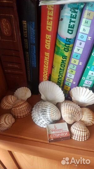 Морские ракушки