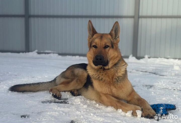 Щенки восточноевропейской овчарки