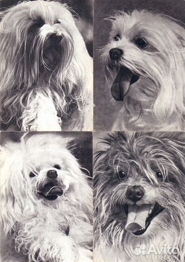 Открытки СССР с породами собак ч/б и цветные