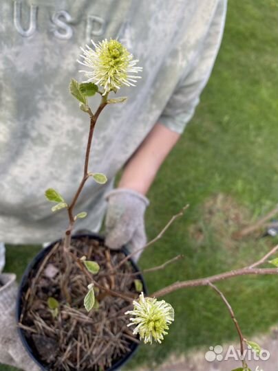 Фотергилла 