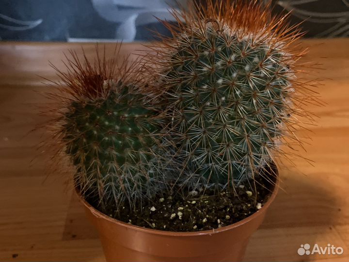 Кактус микс