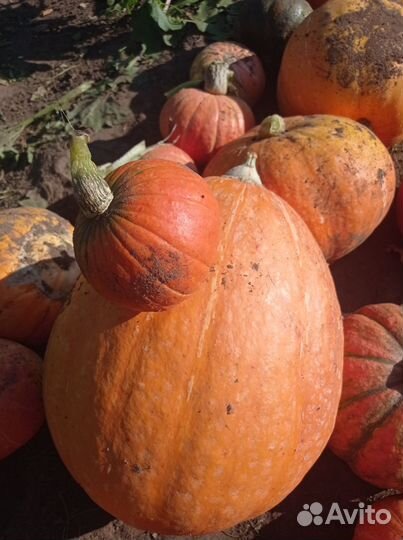 Тыква сладкая