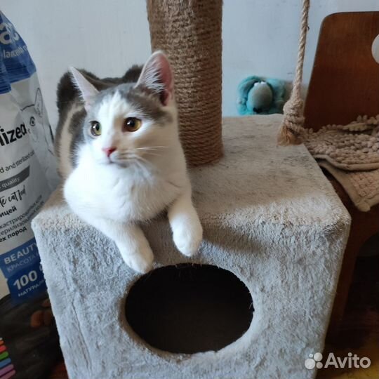 Юные котики в поисках дома