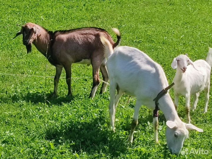 Нубийский козёл и заненские козы