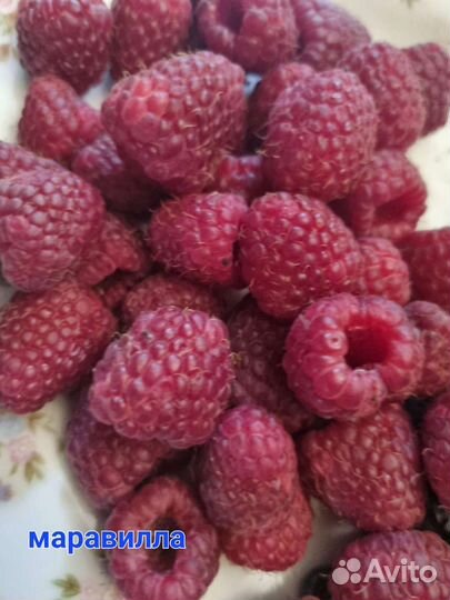 Малина маравилла кустики