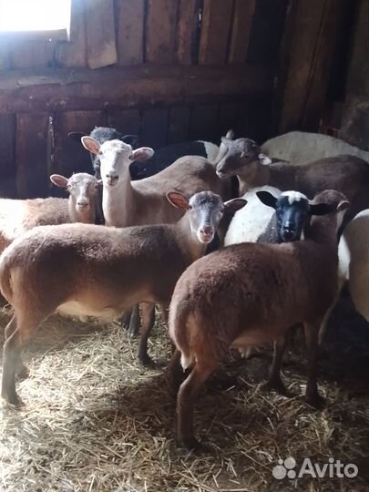 Бараны дорпер, катумские