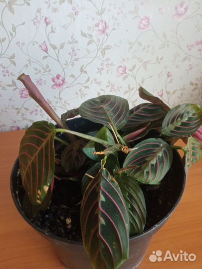 Маранта триколор