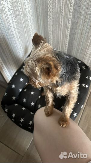 Собака йоркширский терьер мини