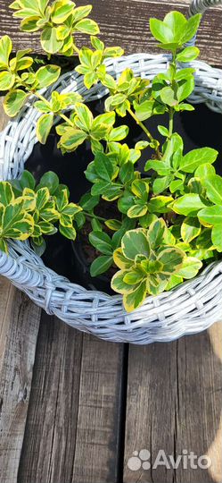 Корзина из ротанга 12л