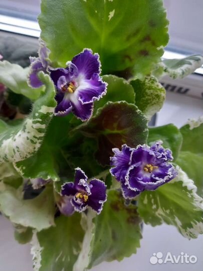 Сортовые фиалки