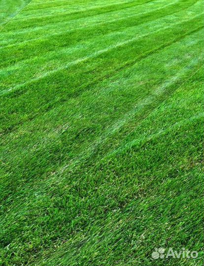 Рулонный газон, газон посевной