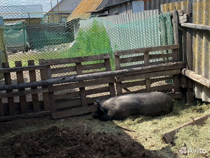 Вьетнамская вислобрюхая