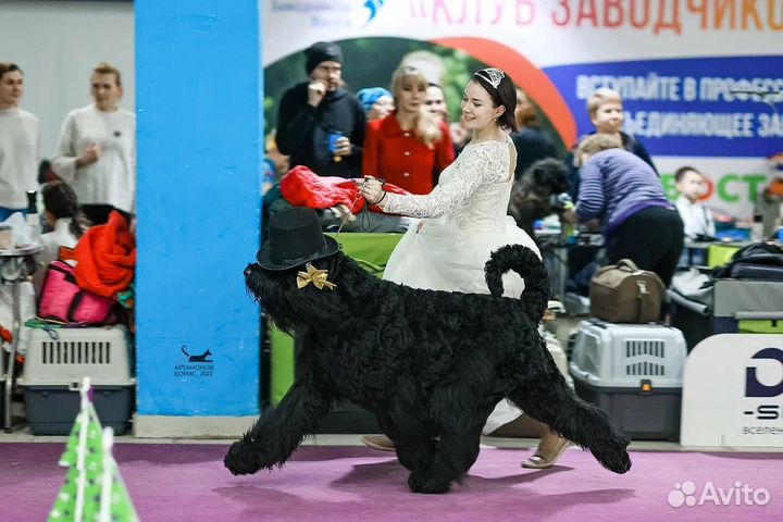 Щенки Русского черного терьера