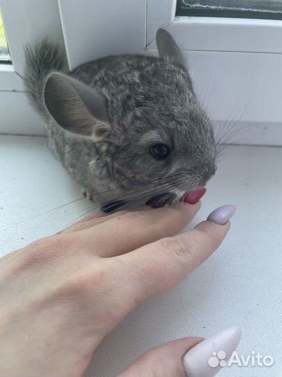 Шиншилла