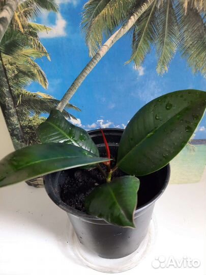 Комнатные растения.Фикус каучуконосный