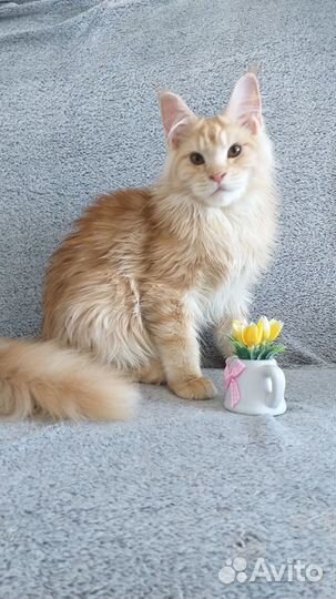 Шикарные Принцы