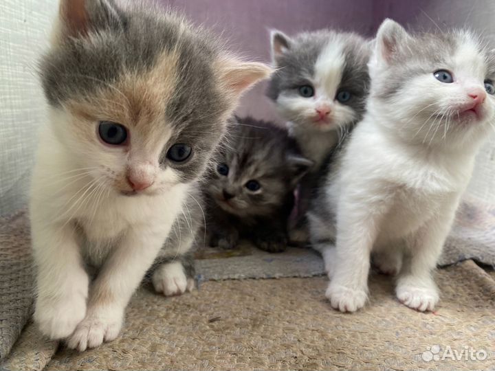 Котята от кошки крысоловки в хорошие руки