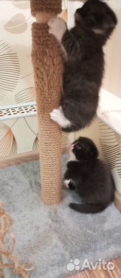 Шотландская вислоухая