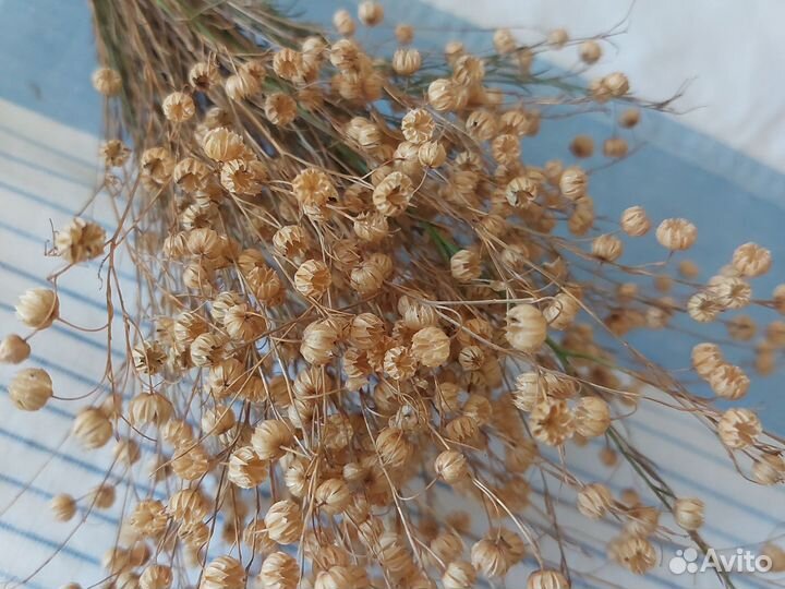 Сухоцветы для поделок Лен банч льна-долгунца