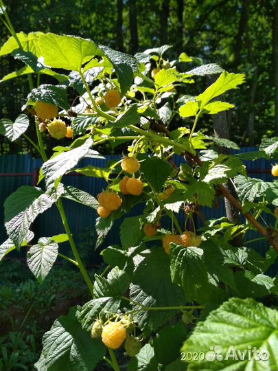 Саженцы малины красной и жёлтой