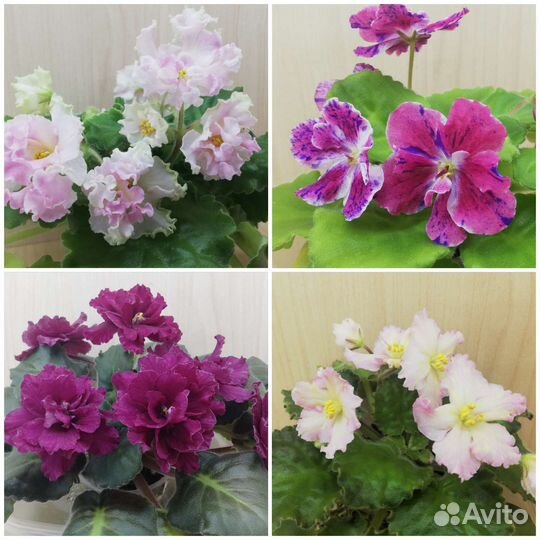 Фиалки сортовые и не очень