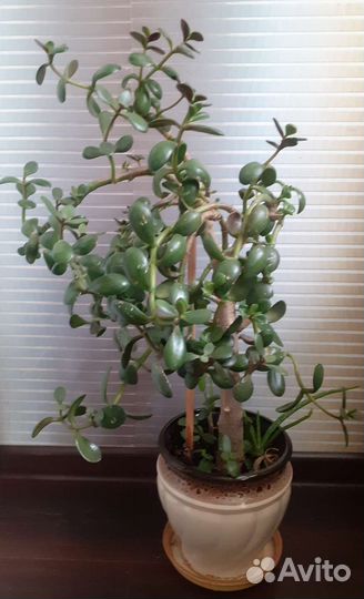 Толстянка 55см, денежное дерево и отростки