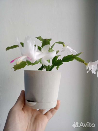 Зигокактус Мирт Чабрец Хлорофитум