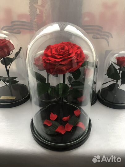 Розы в колбе