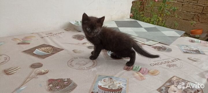 Черный котенок,девочка, в хорошие руки