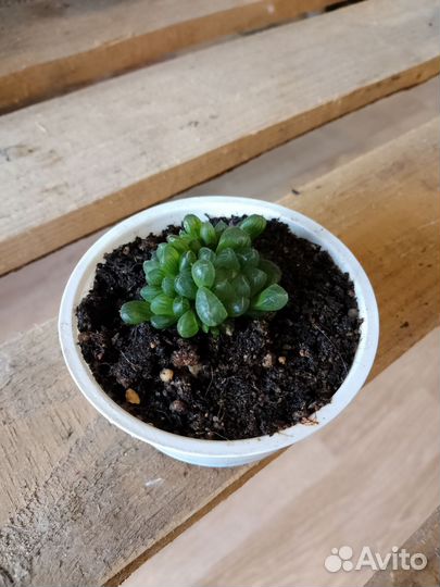 Эхеверия, хавортия Купера, алоэ, традесканция