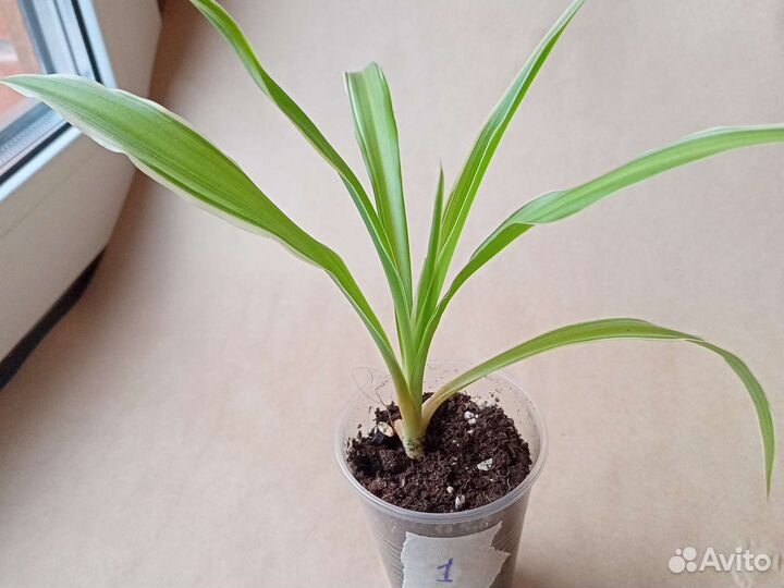 Хлорофитум