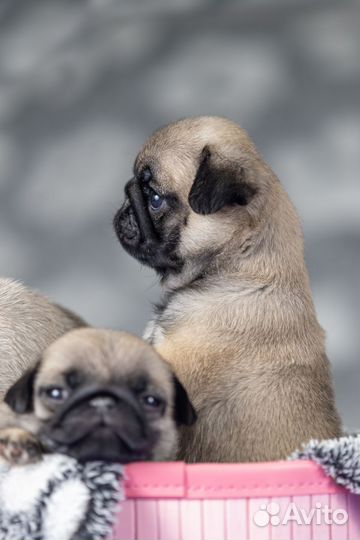 Щенки мопса